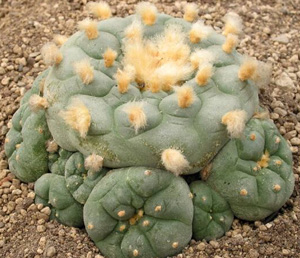 Lophophora Williamsii var. Decipiens